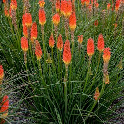 A Tortura Red Hot Poker