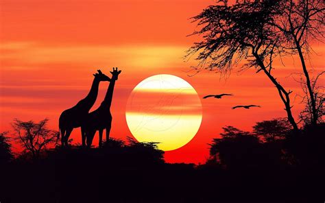African Sunset Betsul