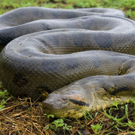 Anaconda Wild Parimatch