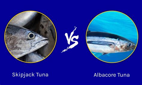 Blackjack Vs Albacora