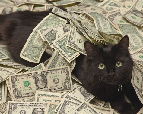 Cats And Cash Bwin