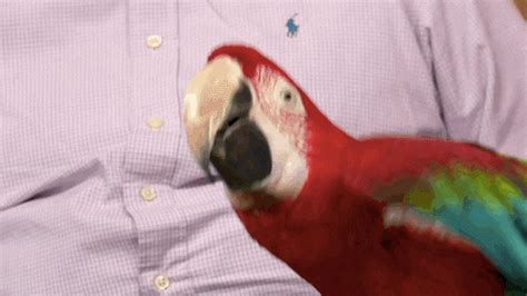 Happy Parrot Bet365