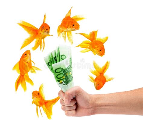 Jogar Goldfish Com Dinheiro Real