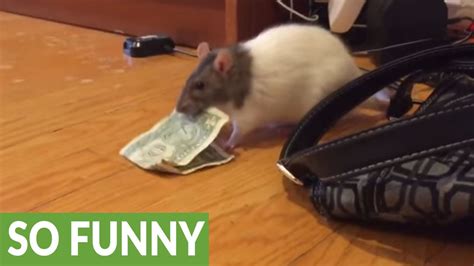 Jogar Rat S Money Com Dinheiro Real