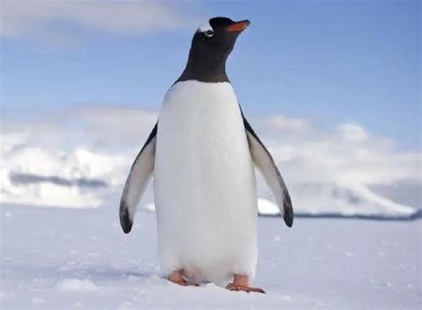Livre Pinguim De Alimentacao De Maquina De Fenda