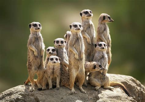 Meerkats Family 1xbet
