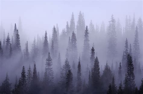 Misty Forest Novibet