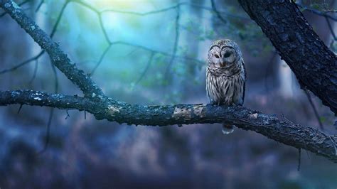 Owl In Forest Betway