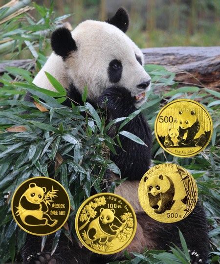 Panda Gold Brabet