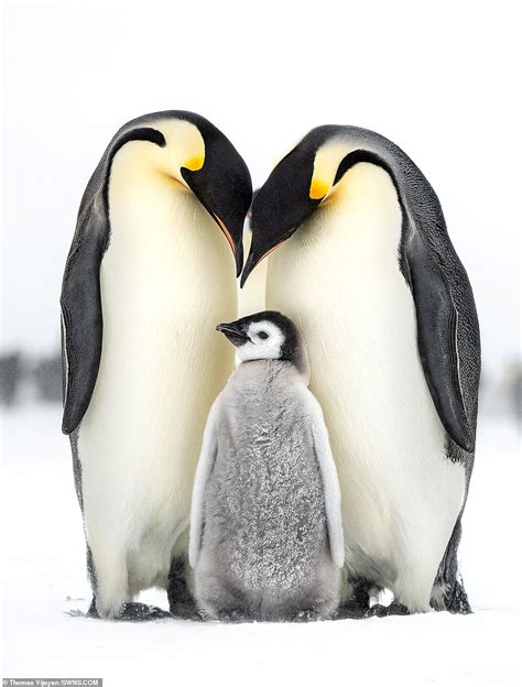 Penguin Family Betfair