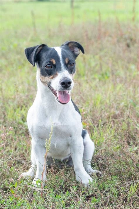 Preto E Branco Jack Russells Para Venda