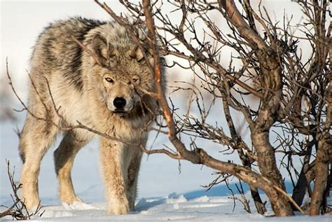 Russian Wolf Betano