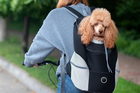 Sac Roleta Chien