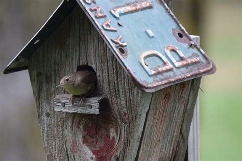 The Bird House Bodog