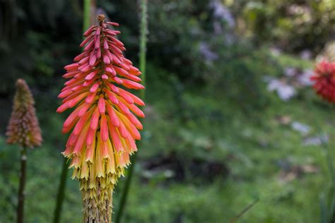 Vermelho Poquer De Planta