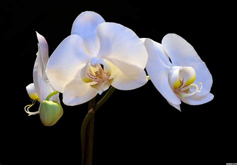 White Orchid Betsul