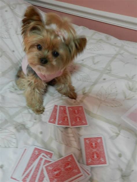 Yorkie Poker